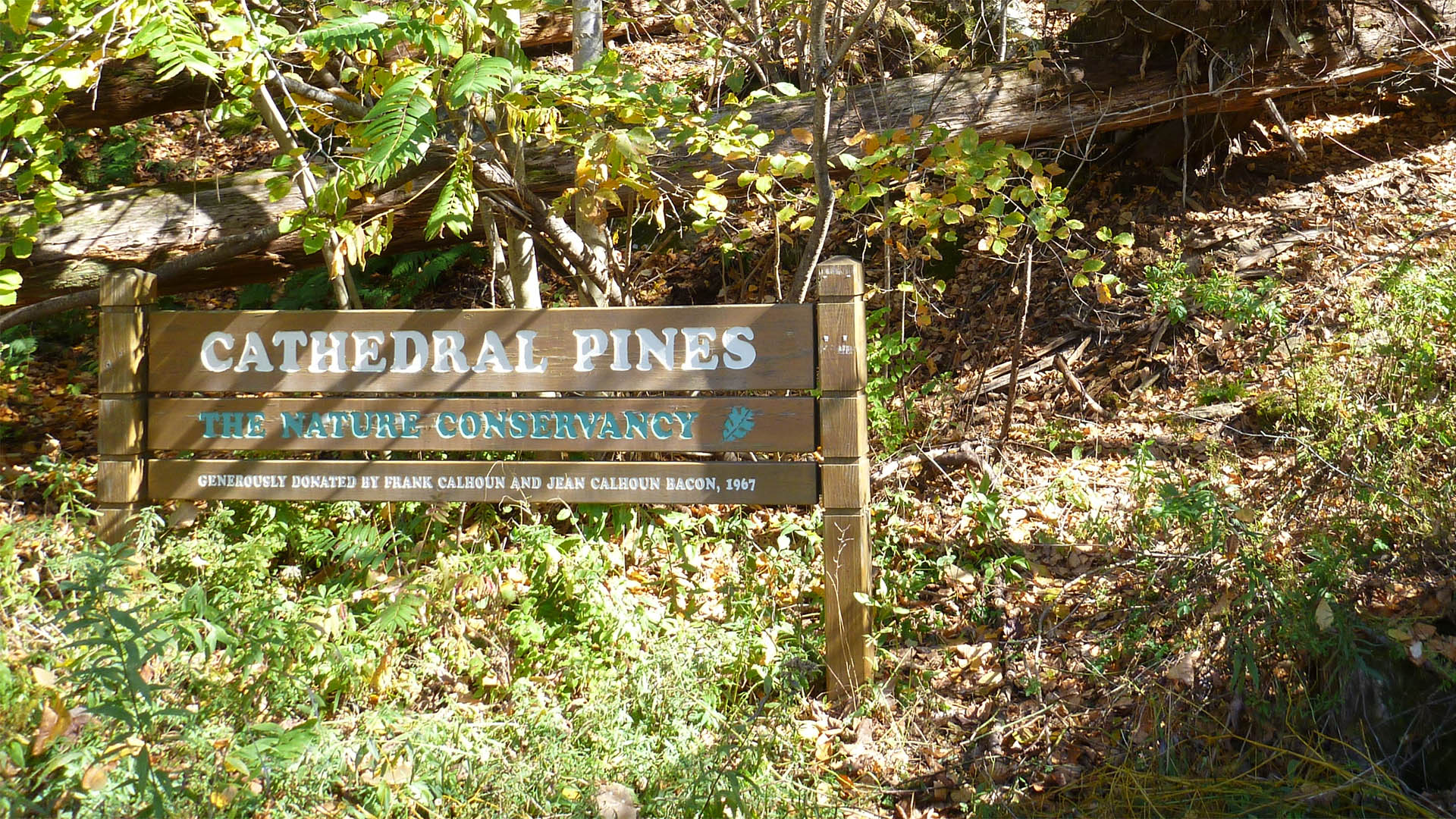 Cathedral Pines Preserve The Nature Conservancy Cornwall CT