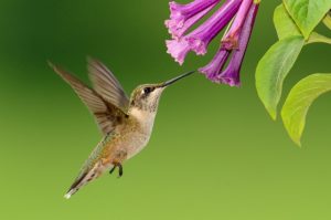 housatonic heritage operation pollination hummingbird