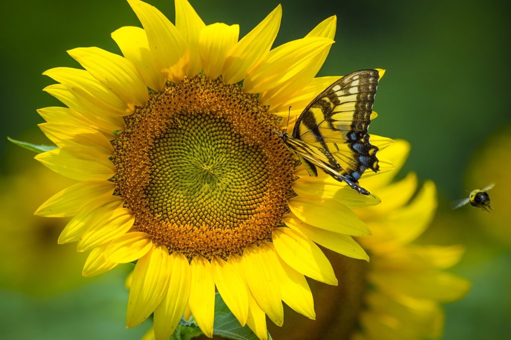 housatonic heritage operation pollination sunflower
