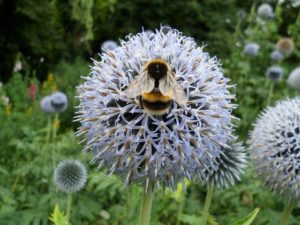 Pollinator Pledge