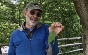 Housatonic River Walk video project on wild edibles